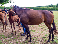 KS300622-14 - Cupboard Love & foal by Territories